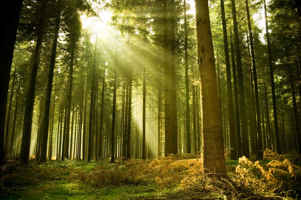 6 syytä valita puukuituun perustuva tuulensuojalevy
